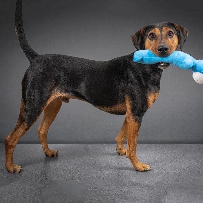 mixed breed dog standing with a blue toy in his mouth in a gray studio background