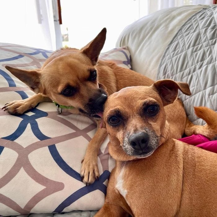 Rd Adopt Shelter Dogs Tony And Sherry Courtesy Lisa Marie Conklin