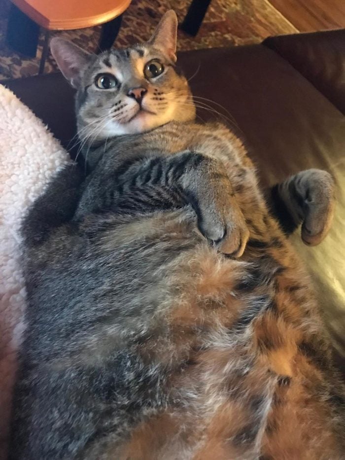 fat phil cat