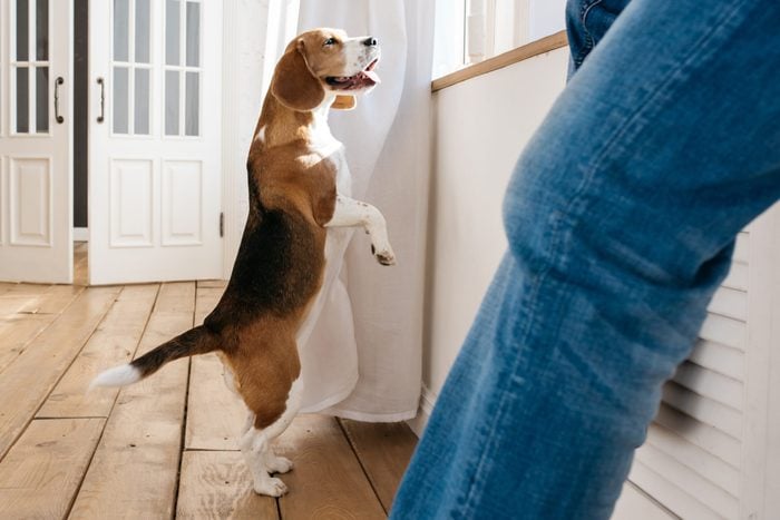 Beagle dog stands on its hind legs and looks out the window. In the foreground sits the owner of a dog