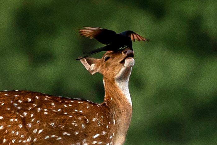 Bird lands on the nose of baby deer