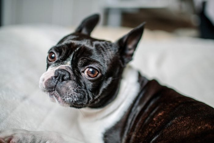 Close Up Portrait of a Boston Terrier dog at home on her blanket