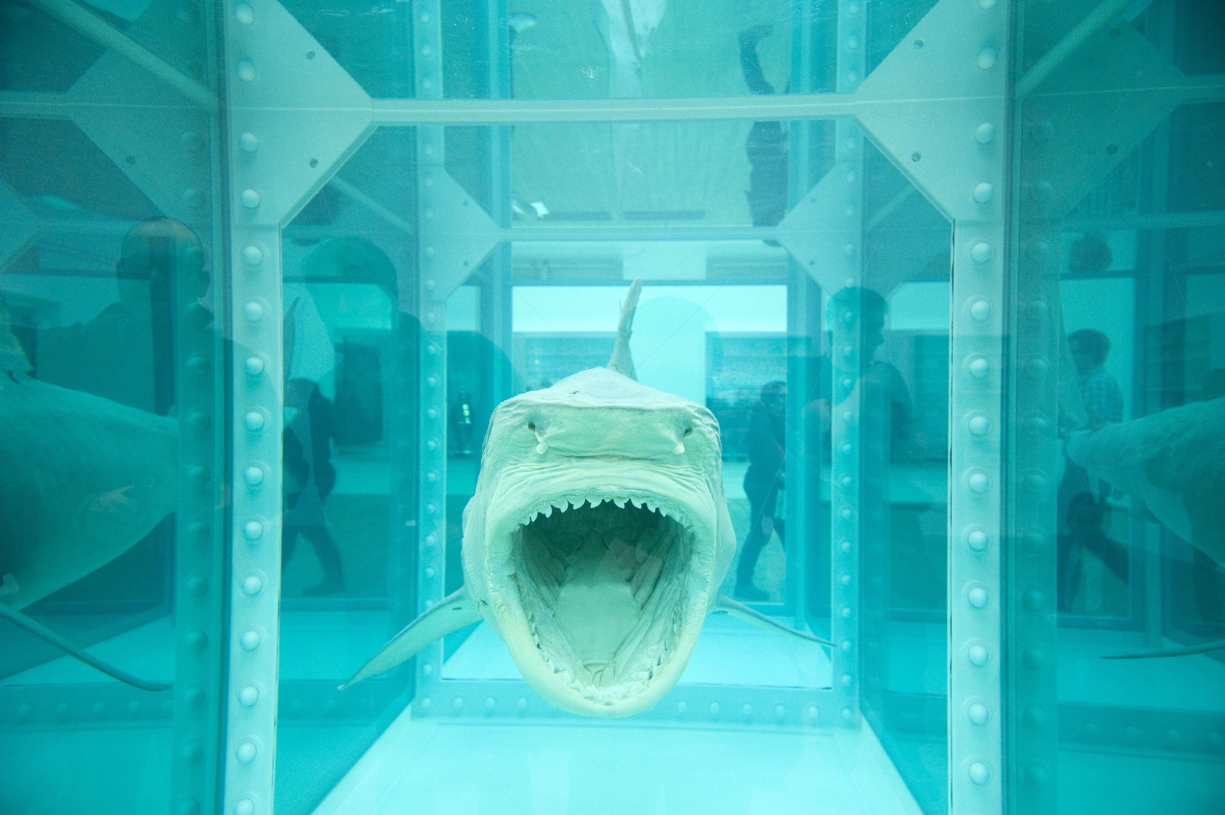 Mandatory Credit: Photo by Ray Tang/Shutterstock (1686251af) Installation by Damien Hirst titled 'The Physical Impossibility of Death in the Mind of Someone Living' (1991) Damien Hirst exhibition, Tate Modern, London, Britain - 02 Apr 2012