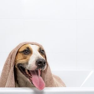 Portrait of a dog in a bathtub wrapped in a towel. Giving a bath to home pets concept: funny dog covered in towel in white minimalistic bathroom