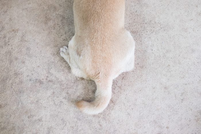 Butt and tail of dog