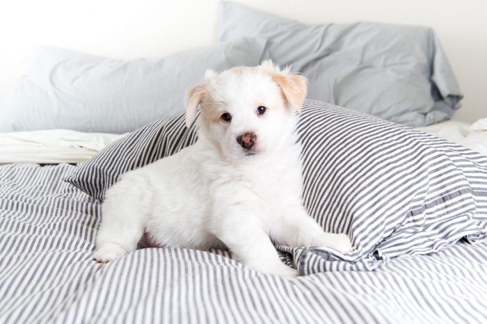 Almost Completely White Fluffy Puppy Sitting on Striped Human Bed