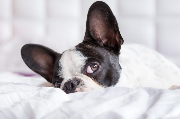 Adorable French bulldog puppy lying in bed