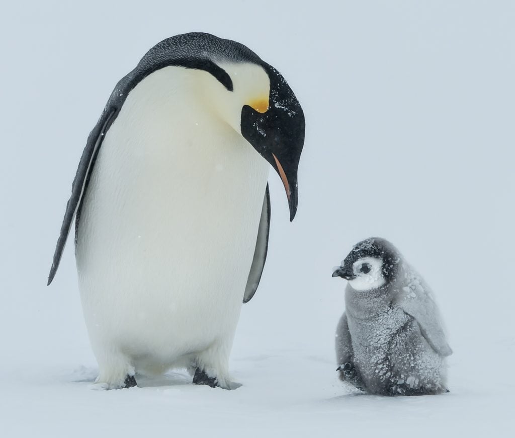 baby penguin and mom