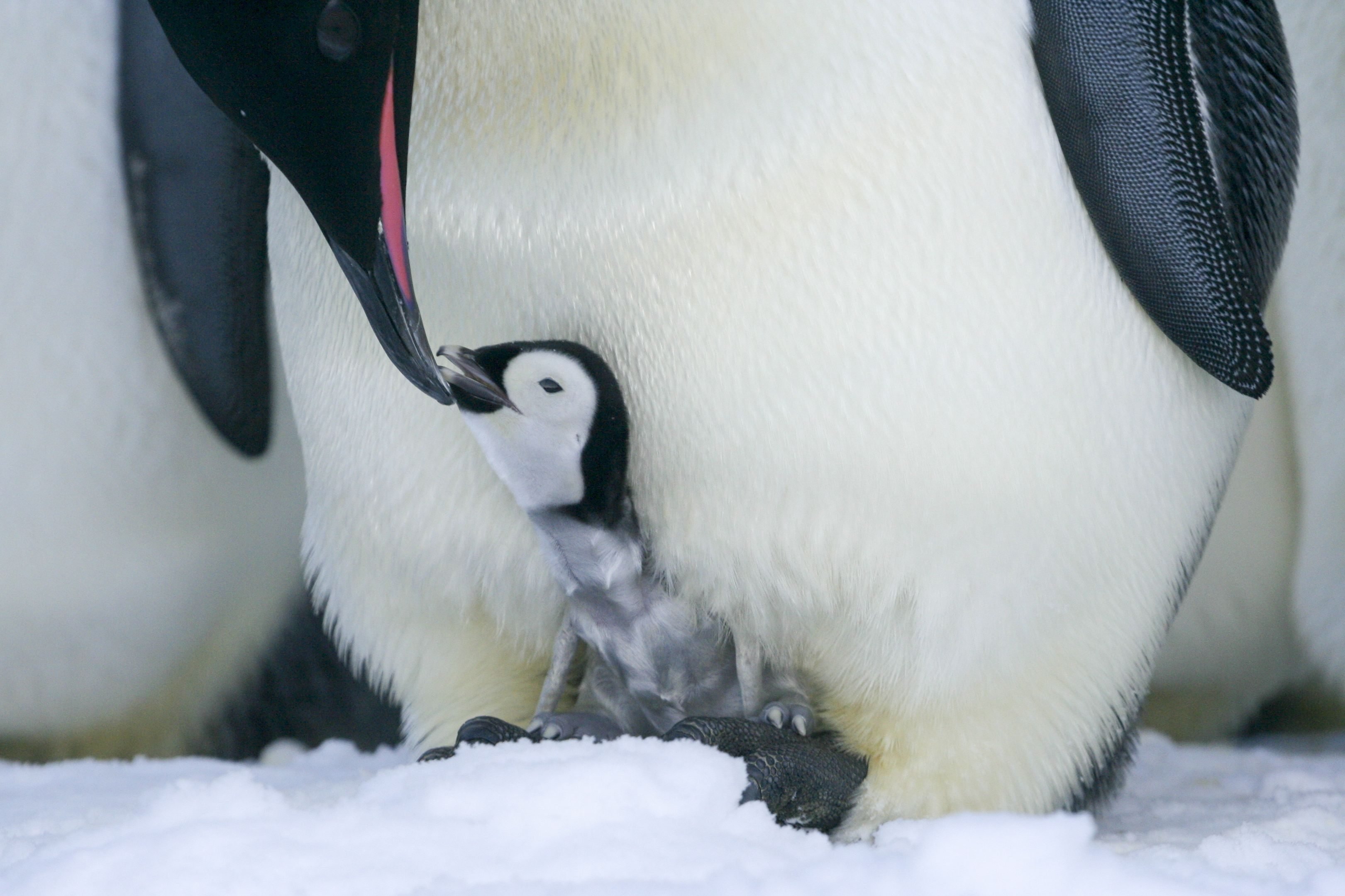 Crédito requerido: Foto de Samuel Blanc/Solent News/Shutterstock (5501876d) Esta increíble fotografía muestra el poderoso vínculo entre un padre y un pingüino bebé mientras se acurrucan juntos en busca de calor.  El polluelo gris aún no ha desarrollado sus plumas impermeables, por lo que se protege del invierno antártico al posarse sobre las piernas de sus padres.  Pingüinos emperadores en la Antártida - 22 de diciembre de 2015 De vez en cuando, el amoroso padre baja el cuello hasta el suelo para comprobar que el bebé pingüino está bien.  Esta adorable pareja son solo dos de los muchos pingüinos emperador, con alrededor de otras 3000 parejas en la enorme colonia.  El guía de campo Samuel Blanc capturó estas impresionantes fotografías durante una estadía de 15 meses en una estación de investigación francesa en Terre Adélie, Antártida.