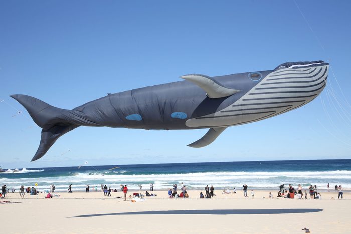 a whale kite flies above bondi beach in australia