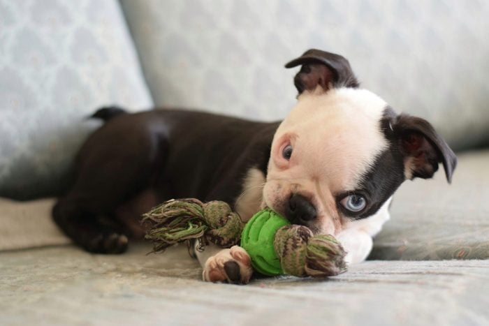 boston terrier puppy playing with toy
