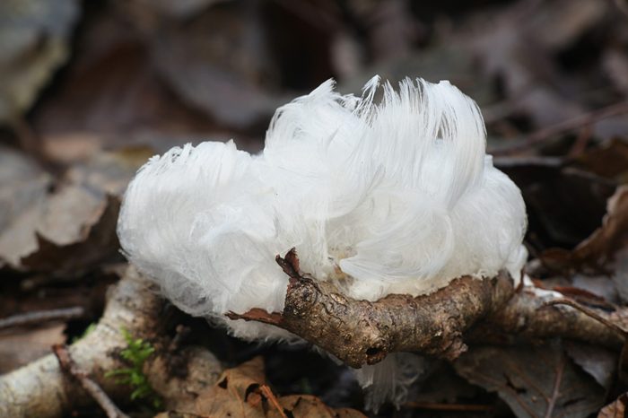 Hair ice, also known as ice wool or frost beard, result from the breathing of a fungus Exidiopsis effusa.