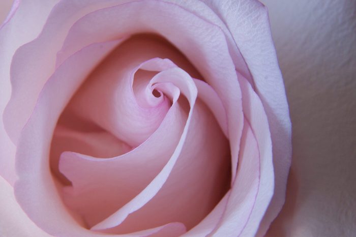 Close up on light pink rose. Top view macro.