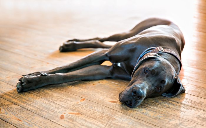 tired dane dog resting on wooden floor