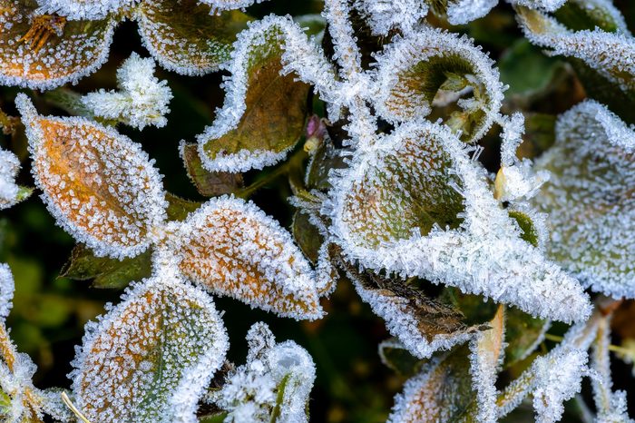 Foliage in hoarfrost on a sunny morning. Hoarfrost in winter. Frosty patterns