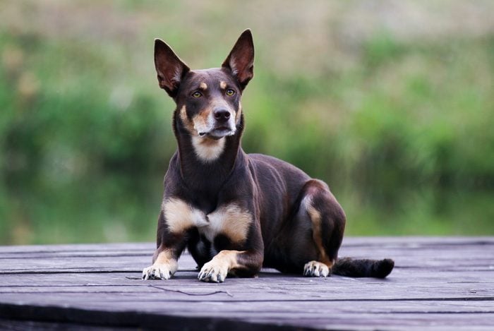 Summer portrait of smart chocolate brown and sable tan working Australian kelpie dog. Attractive national breed of Australia Australian sheep dog lies on a wooden pier outside with green background