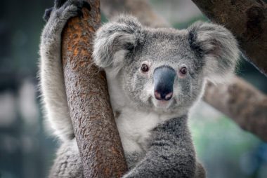 koalas yatra