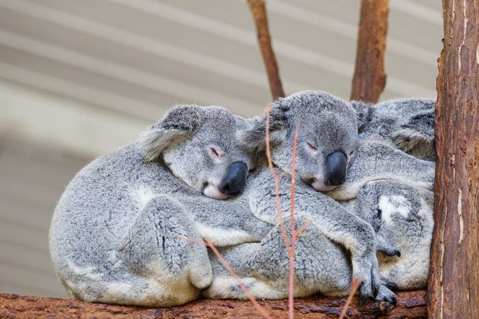 Koalas sleeping , Brisbane