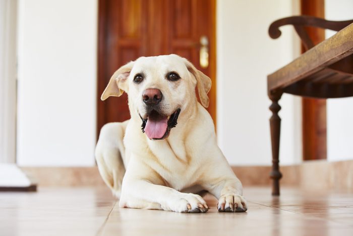 Labrador retriever is lying on the floor at home.
