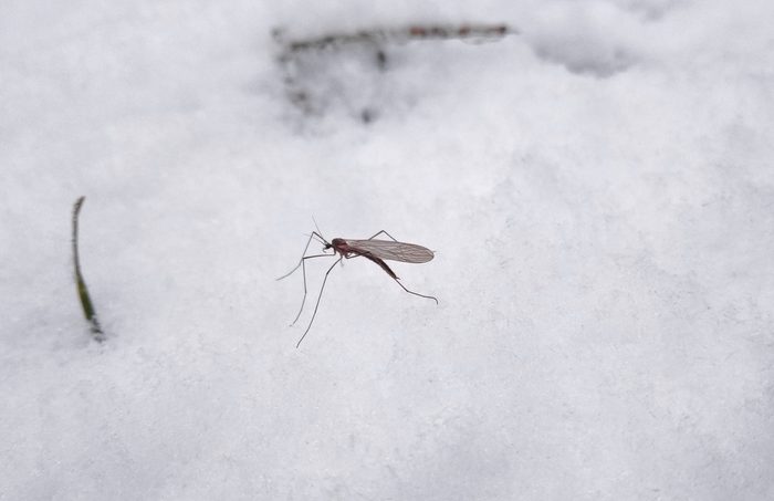 mosquito in the winter in the snow