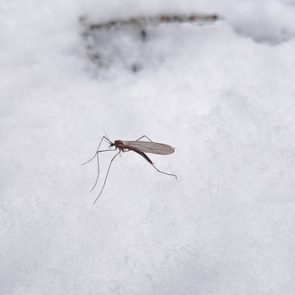 mosquito in the winter in the snow