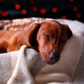 Little cute dachshund puppy on dreamy background