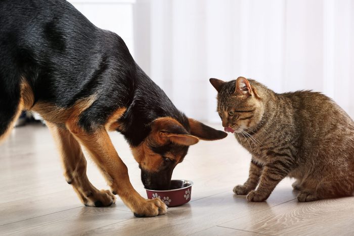 Cute cat and funny dog eating food