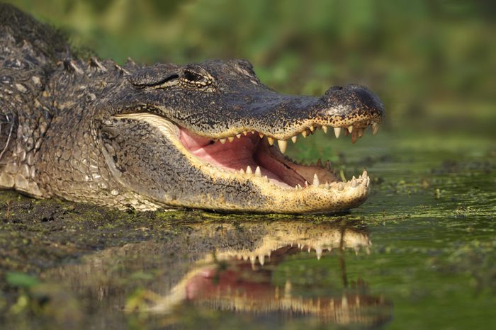 Alligator (Alligator. mississippiensis) - Southern Texas