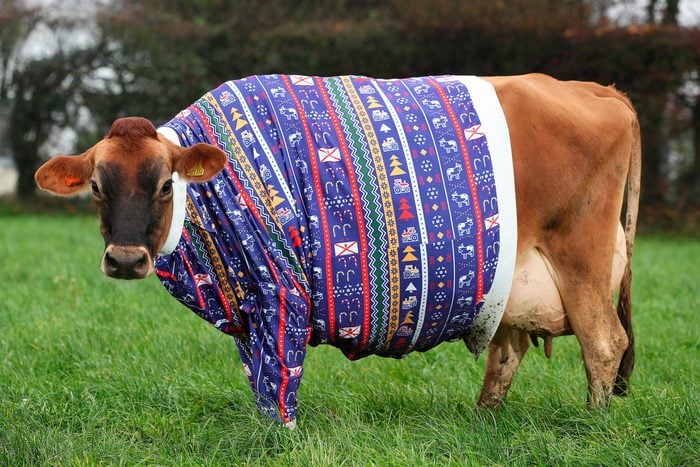 A Jersey cow wearing a Chirstmas sweater