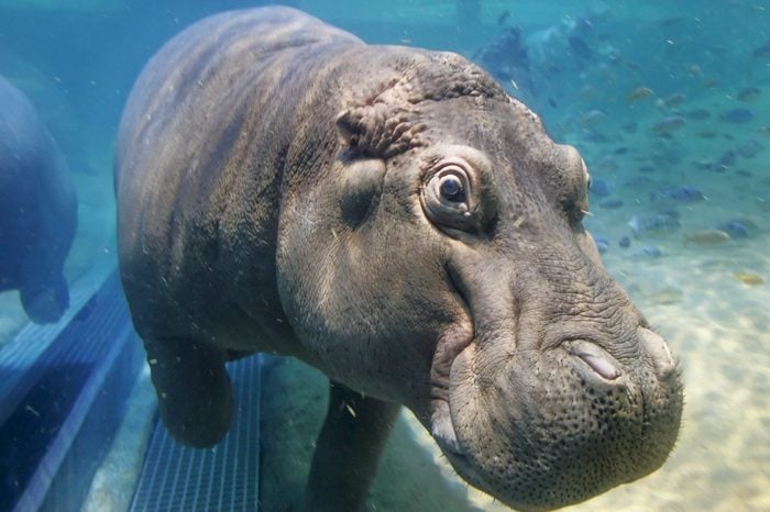 Genny, One of Two Hippopotamuses in the Exhibit Swims at the New Adventure Aquarium in Camden New Jersey Wednesday 25 May 2005
