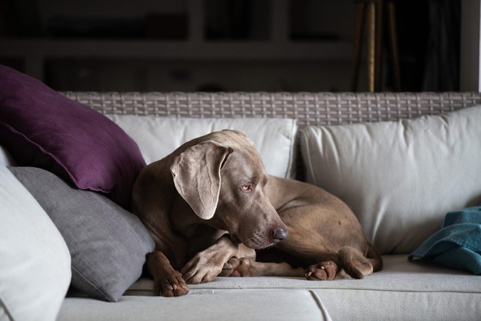 A Weimaraner Dog sitting on the couch in the Living Room