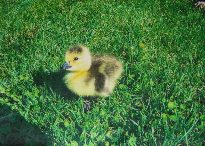 family raised goose peeper returned after 20 years