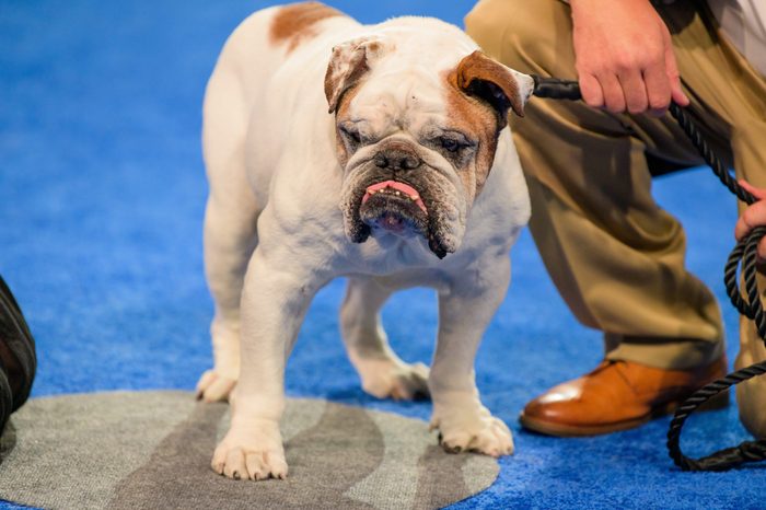 beef the dog. american rescue dog show