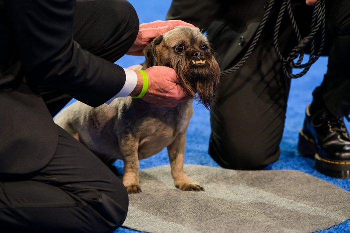 ravioli dog american rescue dog show
