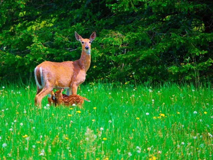 deer feeding fawns green grass spring