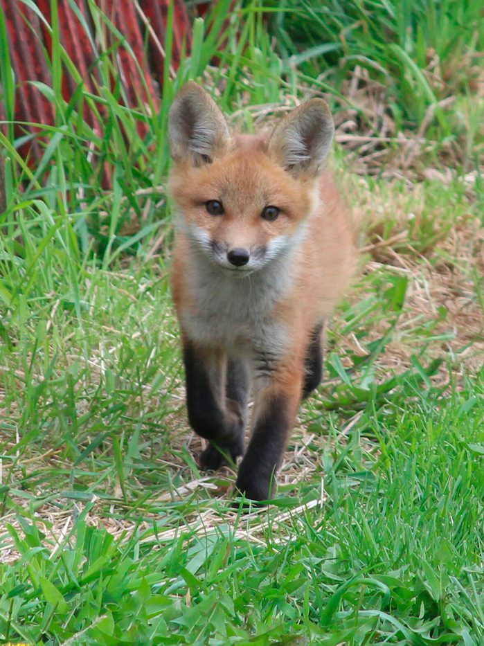 fox spring