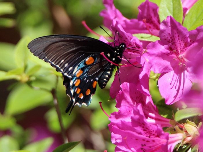 beautiful spring butterfly