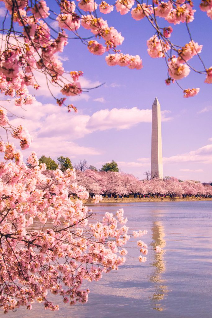 cherry blossoms washington DC spring