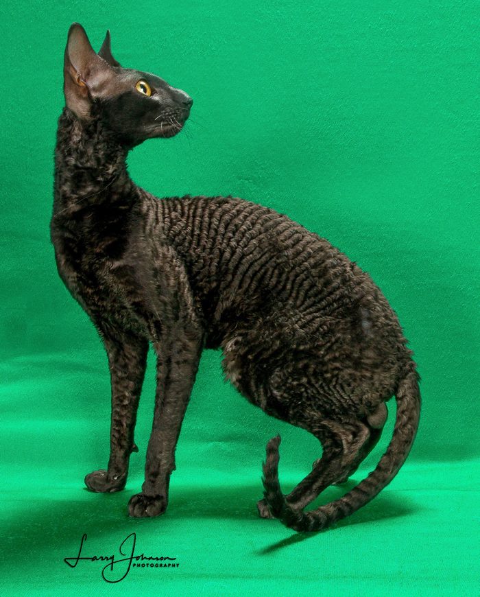 cornish rex cat
