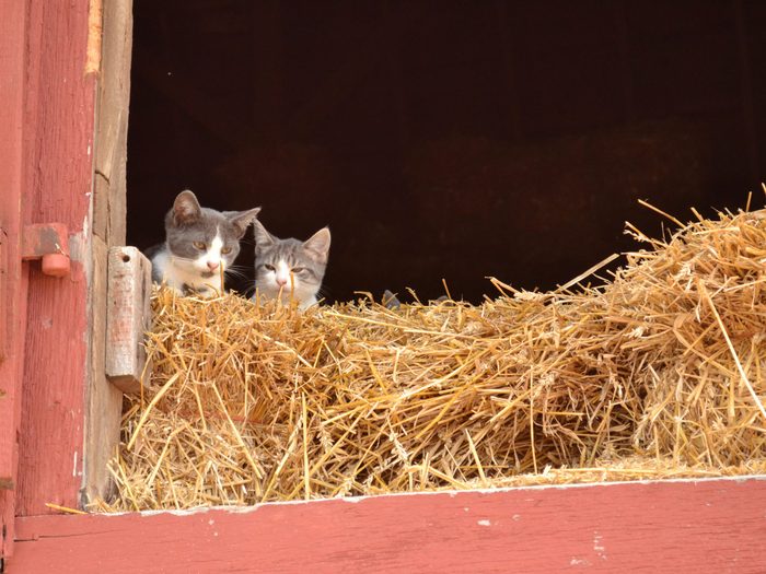 kitty perch farm spring kittens