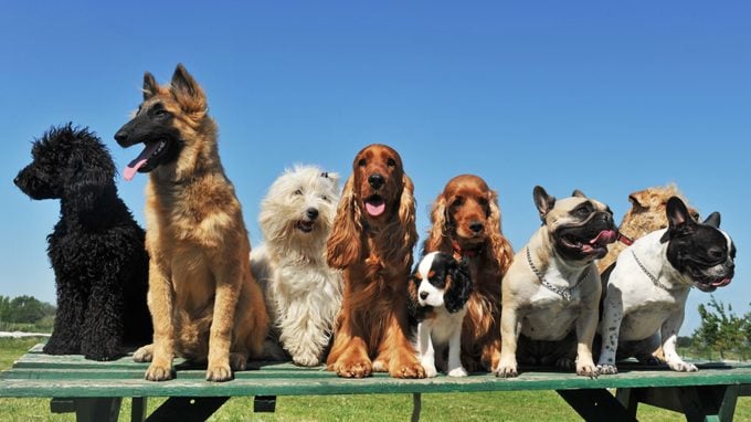 group of dogs on atop a picnic table