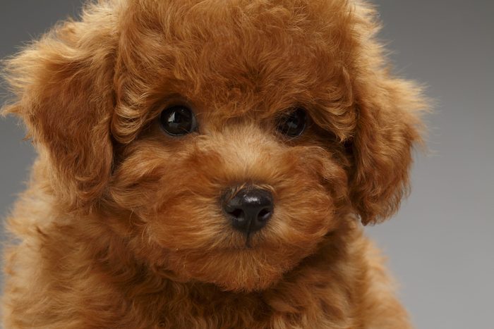 Cute brown miniature poodle puppy close up on gray background