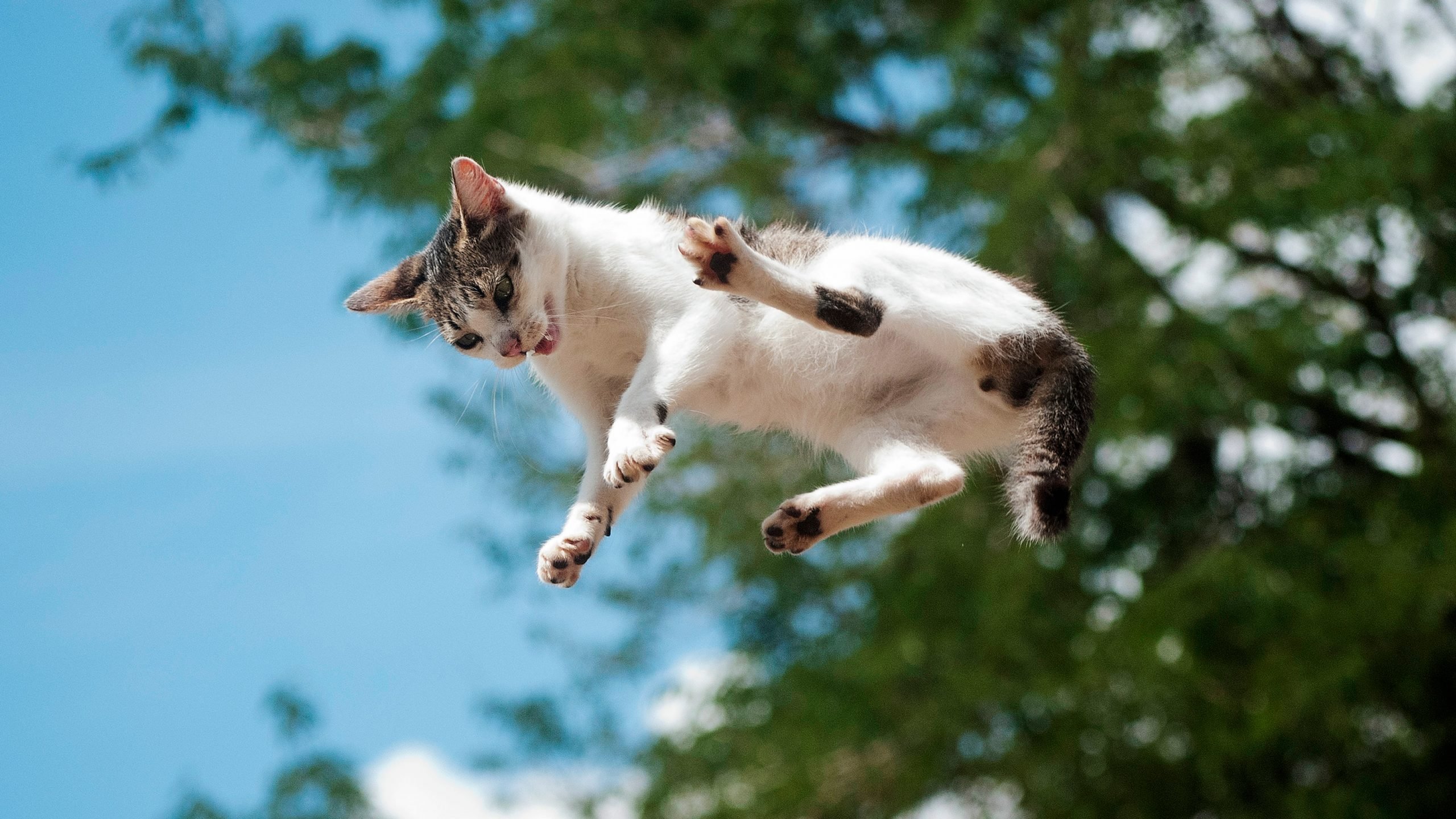 Do Cats Really Always Land on Their Feet? | Reader's Digest
