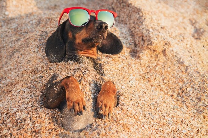 Beach puns instagram captions one liners dachschund dog