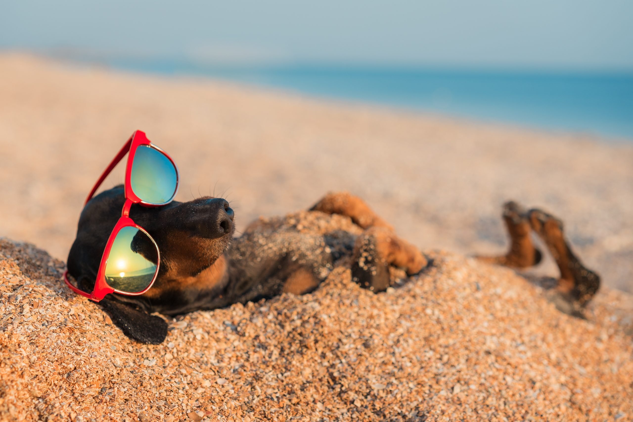 Beach Puns That Are Shore To Make You Laugh Readers Digest