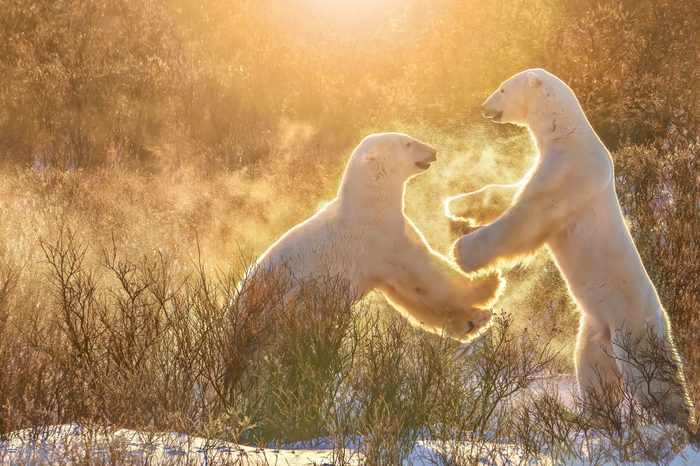 two polar bears standing on their hind legs morning sun snow