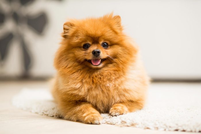 fluffy red colored Pomeranian lies on the carpet