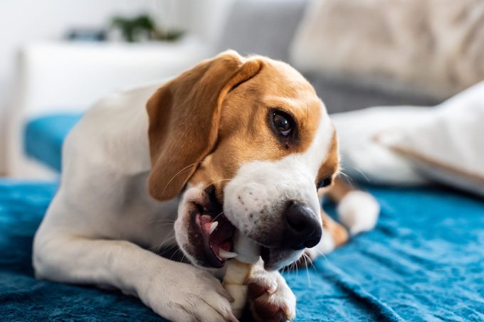 beagle eating dog treats