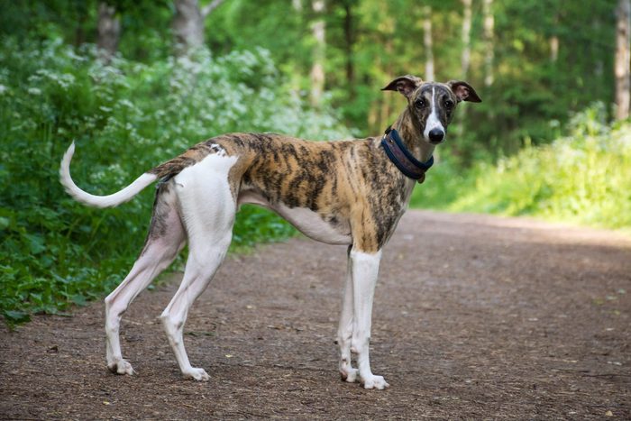 greyhound low maintenance dog breed standing in the forest