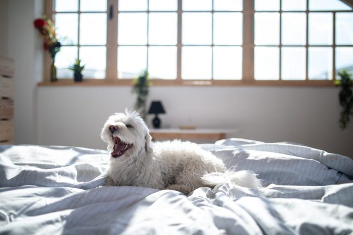Fluffy Maltese dog lying on bed in bedroom in the morning, with opened snout mouth